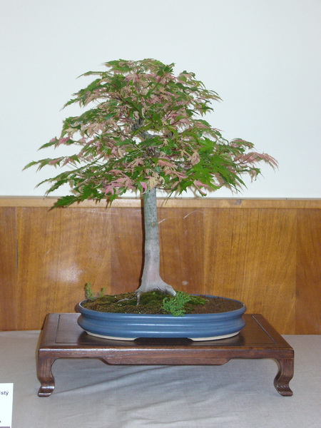 0 085_Acer