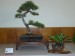 0 086_Pinus nigra